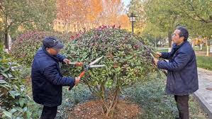 宁国市政绿化种植土单价
